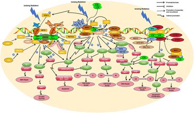 Key molecular DNA damage responses of human cells to radiation